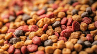 Benefits of Quality Assurance and Lifecycle Value in Wet Cat Food