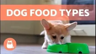 Understanding the Unique Qualities and Uses of Various Dog Food Types